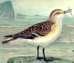 Малък брегобегач (Calidris minuta)